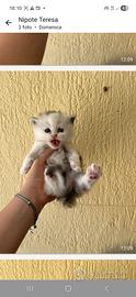 Animali