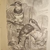 Libro antico illustrato 1878, Brehms Thierleben