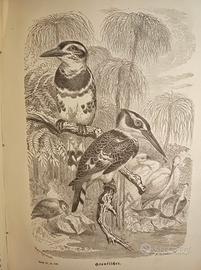 Libro antico illustrato 1878, Brehms Thierleben
