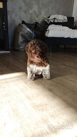 Cucciolo Lagotto pedigree test ultimo prezzo