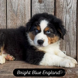 Cucciolo pastore australiano