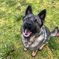 Pastore Tedesco Cola