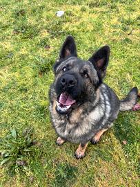 Pastore Tedesco Cola