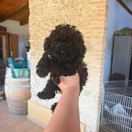 Cuccioli di barboncino minytoy