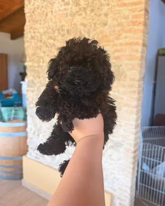 Cuccioli di barboncino minytoy