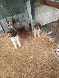 Lagotto Romagnolo con pedegree