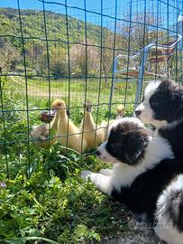 Animali per la fattoria