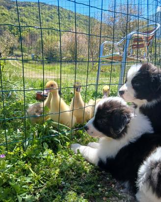 Animali per la fattoria