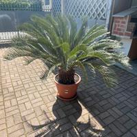Palma Cycas
