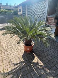 Palma Cycas