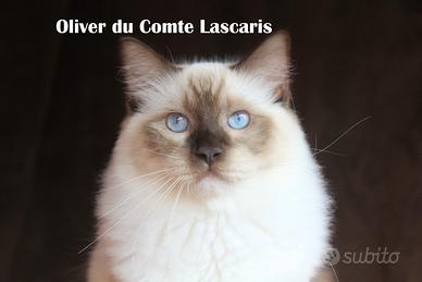 OLIVER, gattino razza ragdoll con pedigree