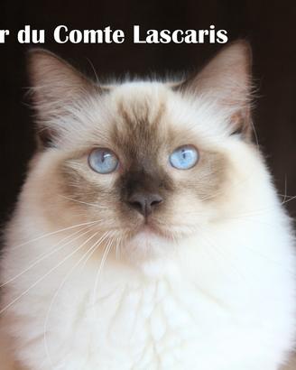 OLIVER, gattino razza ragdoll con pedigree
