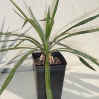 YUCCA RECURVIFOLIA