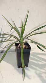 YUCCA RECURVIFOLIA