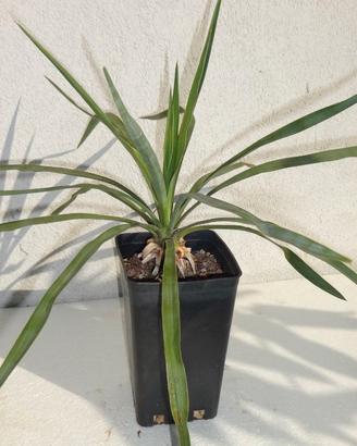 YUCCA RECURVIFOLIA
