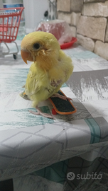 Inseparabili allevati a mano