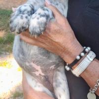 Cucciolo setter inglese