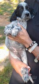 Cucciolo setter inglese
