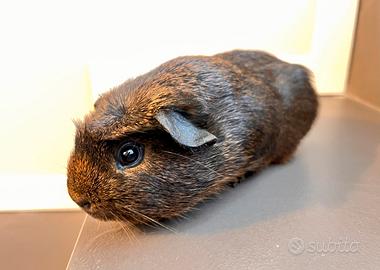 Cavia peruviana agouti crested