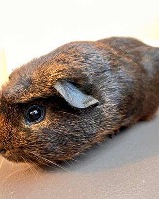 Cavia peruviana agouti crested
