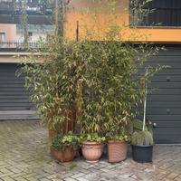 Piante