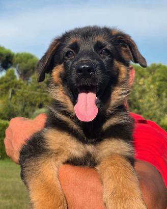 Cuccioli pastore tedesco SUPER PEDIGREE ENCI