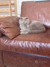 British Shorthair DA MONTA