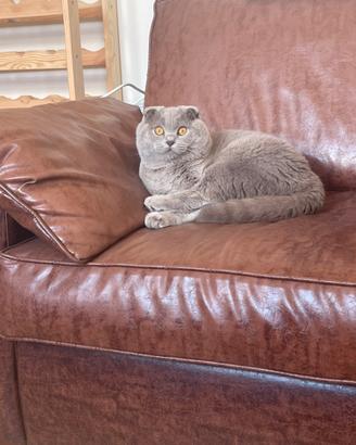 British Shorthair DA MONTA
