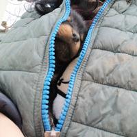 Cuccioli rottweiler