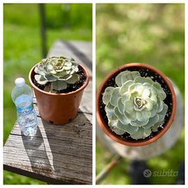 Cactus pianta fiore caudex lotto