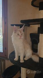 Femmina di Maine Coon