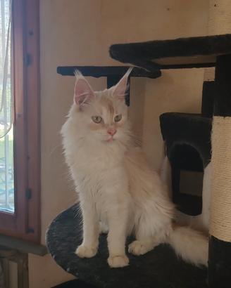 Femmina di Maine Coon