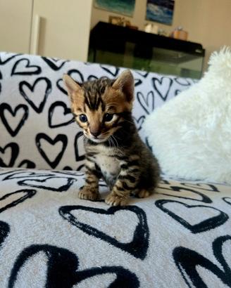 Cuccioli Bengala con Pedigree alta genealogia