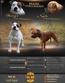Staffordshire bull terrier