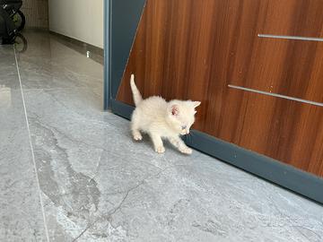 Gattino rosso mamma british/persiana