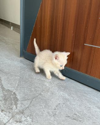Gattino rosso mamma british/persiana
