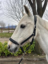 Pony da salto e completo