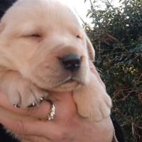 Cuccioli di Labrador Retriver Biondi