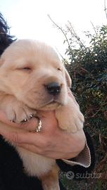 Cuccioli di Labrador Retriver Biondi