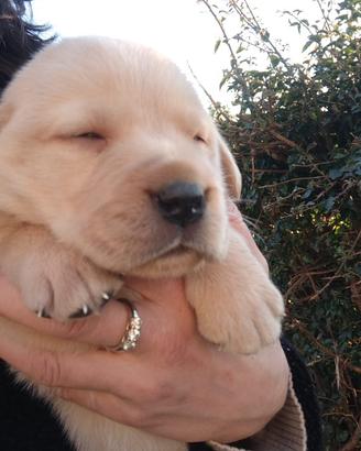 Cuccioli di Labrador Retriver Biondi