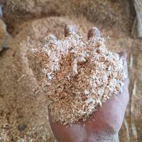 segatura per lettiera 