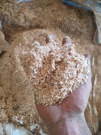 segatura per lettiera 