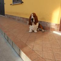 Basset hound