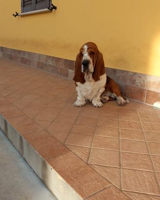 Basset hound