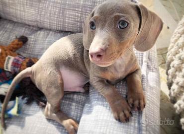 Cucciolata bassotti blu