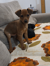 Cucciolo cane taglia piccola