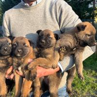 Cuccioli di pastore Belga Malinois