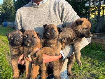 Cuccioli di pastore Belga Malinois