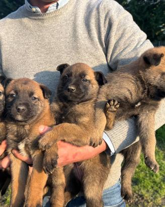 Cuccioli di pastore Belga Malinois