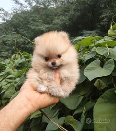 2 cucciole di Pomerania